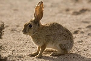 Images Dated 17th March 2006: Brush rabbit, in dunes area on West coast of Baja California. Mexico