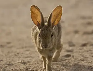 Brush rabbit, in dunes area on West coast of Baja California. Mexico