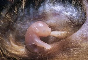 Brush-tail Possum - newly born in semi-foetal state, suckling in mothers pouch