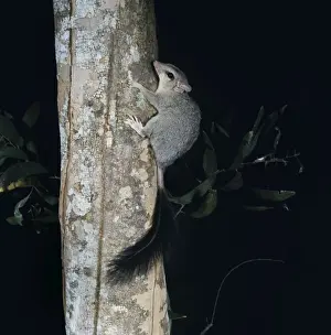 Brush-tailed Phascogale - on tree trunk
