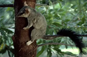 Brush-tailed phascogale (Tuan) (Phascogale tupoatafa pirata). Northern Australia