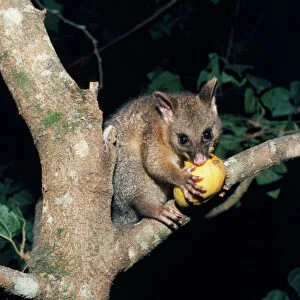 Brush-Tailed POSSUM - eating in tree