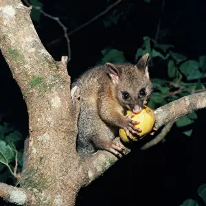 Fruits Prints: Brush-tailed Possum - eating in tree