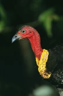 BRUSH TURKEY - close-up of head and neck of a dominant breeding male (prominent wattle)