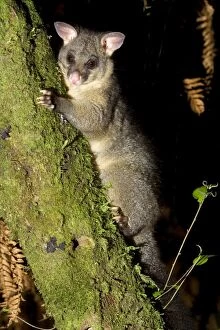 Brushtail Possom - clinging to a tree branch