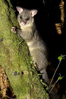 Brushtail Possom clinging to a tree branch Waitomo, North Island, New Zealand