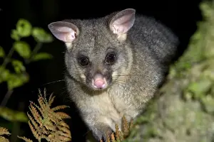 Brushtail Possom portrait of an adult individual sitting on a tree branch Waitomo, North Island, New Zealand