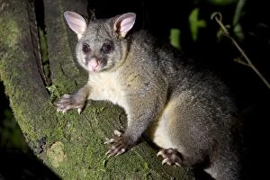 Brushtail Possom - sitting on a tree branch looking into camera