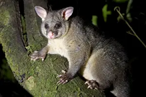 Brushtail Possom sitting on a tree branch looking into camera Waitomo, North Island, New Zealand