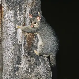 Possums Prints: Brushtail Possum