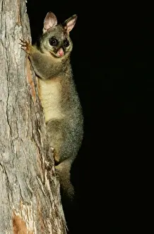 Brushtail Possum CAN 1409 Trichosurus vulpecula © John Cancalosi / ARDEA LONDON