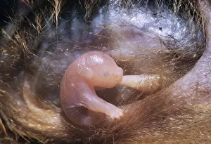 Pouch Prints: Brushtail Possum - newly born in semi-foetal state, suckling in mothers pouch. New Zealand