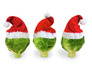 Images Dated 25th November 2008: Brussel Sprouts - in Christmas hats Digital Manipulation: SU hats