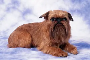 Hairy Prints: Brussels Griffon Dog JD 10828 © John Daniels / ardea. com