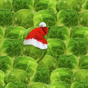Images Dated 27th January 2012: Brussels sprout - one with Christmas hat