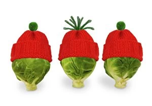 Images Dated 25th November 2008: Brussels sprout - with red & green woolly hat