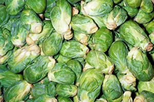 Plants Collection: Brussels Sprouts Developed in Brussels, Belgium