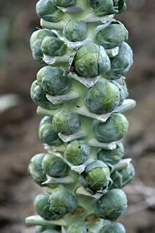 Images Dated 19th September 2003: Brussels sprouts - growing on stalk Variety: Gemmifera