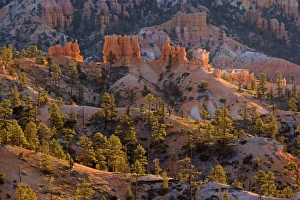 Bryce sandstone formations - view onto hoodoos and eroded fins surrounded by trees in Bryce sandstone formations - view onto hoodoos and eroded fins surrounded by trees in