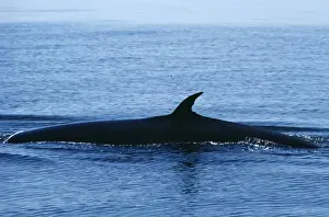 Bryde's Whale