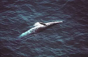 Breaching Prints: Bryde's Whale AU-1486