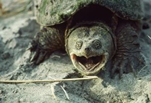BS-1117 Snapping Turtle