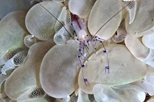 Shrimps Prints: Bubble Coral Shrimp - Indonesia