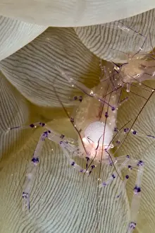 Bubble Coral Shrimp - Indonesia