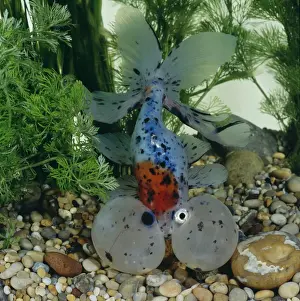 Goldfish Prints: Bubble-eye Goldfish