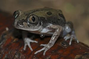 Bubbling Kassina Frog - Close up