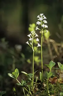 Bogs Prints: Buckbean flowering; typical plant on taiga-forest floor near river Bolshoi Ugan