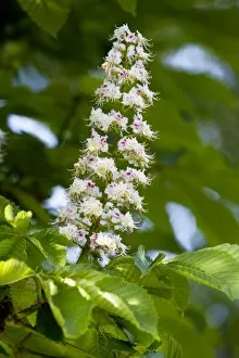 Images Dated 9th May 2008: Buckeyes / Horse Chestnuts - spring flowers