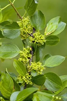 Buckthorn or Purging Buckthorn - in flower