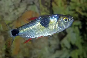 Tetra Prints: Bucktooth Tetra - Amazon