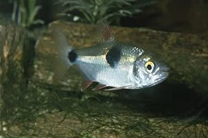 Images Dated 15th October 2007: Bucktooth Tetra Fish Amazon