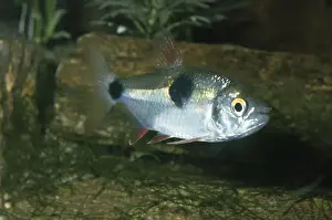 Bucktooth Tetra Fish Amazon