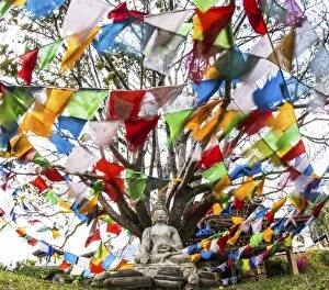 Buddha statue under a tree and colourful prayer flags