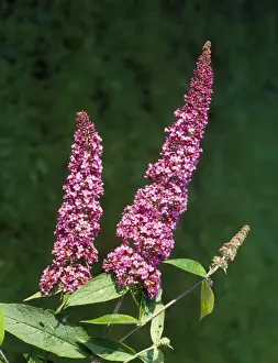 Buddleia Prints: Buddleia