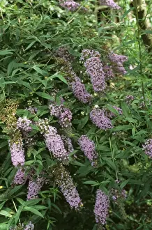 Buddleia Prints: Buddleia SG 2376 © ARDEA LONDON