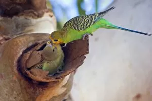 Budgerigar - adult feeds its almost fledged young which sits in a hollow branch of an eucalypt tree