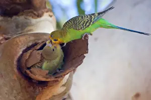 Lilac Prints: Budgerigar - adult feeds its almost fledged young which sits in a hollow branch of an eucalypt tree - Western Australia