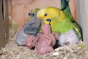 Budgies Gallery: BUDGERIGAR - adult with newborn chicks