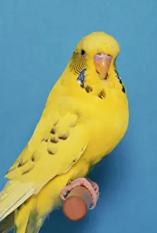 Captivity Prints: Budgerigar AP 938 Light Orange Recessive Pied Cock © Dennis Avon / ARDEA LONDON