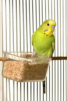 Cage Collection: Budgerigar - in cage with seeds