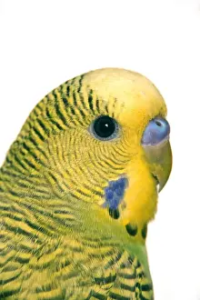 Budgie Prints: Budgerigar - close-up of face