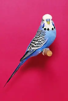 Budgerigar - Cobalt Cock