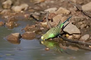 Budgies Gallery: Budgerigar - Drinking at a pool in Donkey Creek