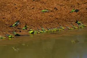 Budgie Prints: Budgerigar - Drinking from pool - Far western New South Wales