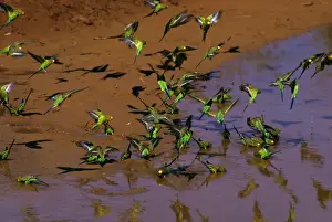 Budgerigar - Drinking from pool - Far western New South Wales, Australia, Australia, introduced to southeastern United States JPF43662