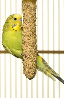 Budgie Prints: Budgerigar - feeding in cage